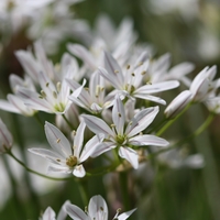 Allium trifoliatum  Photo: A. Hoog